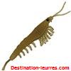Nikko oki ami shrimp 42mm par 5